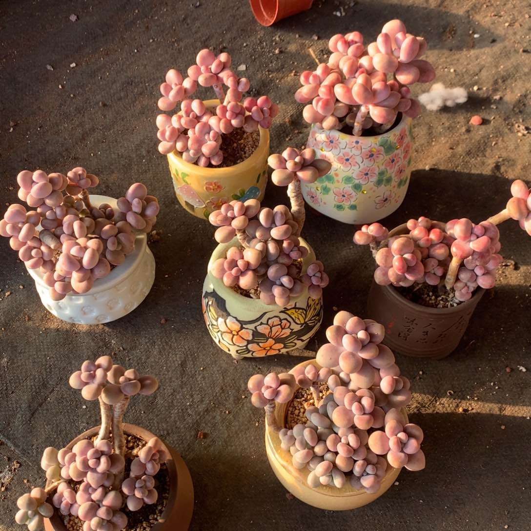 7颗不带盆偏远地区不包邮的