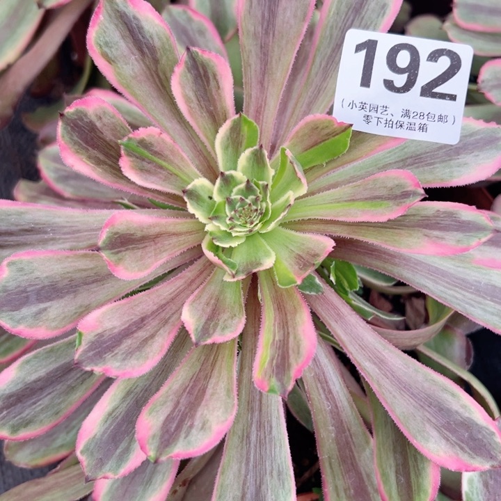 192多肉植物花脸粉黛