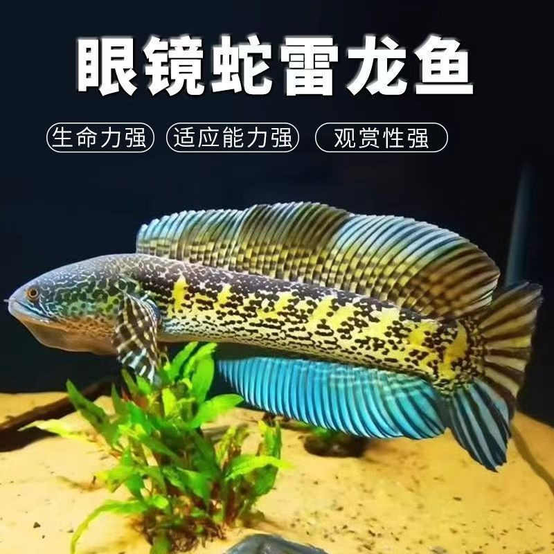 眼镜蛇雷龙鱼淡水凶猛热带观赏鱼好养活大尾大帆酒红七彩