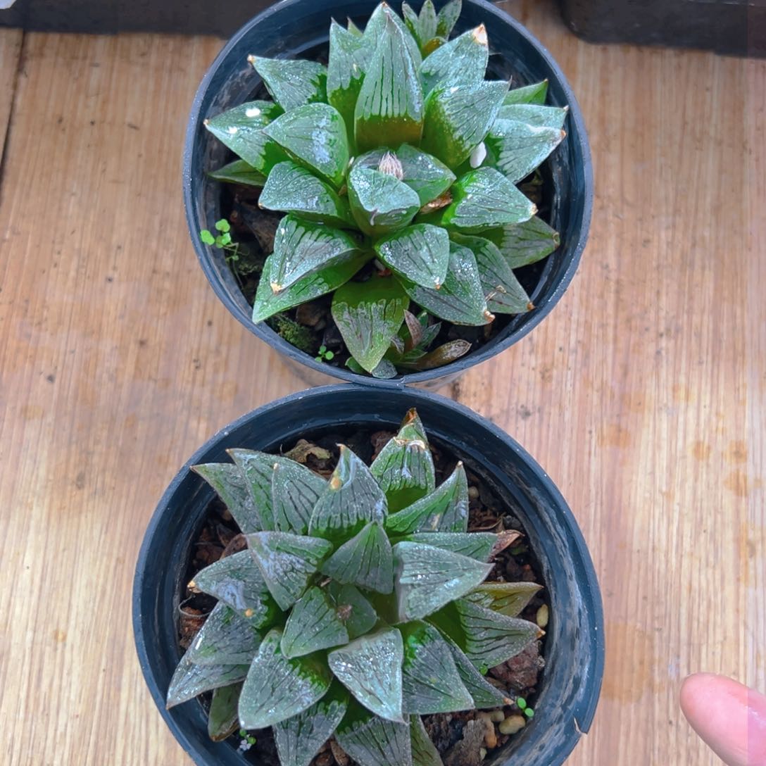 白沙玉露多肉多肉一颗