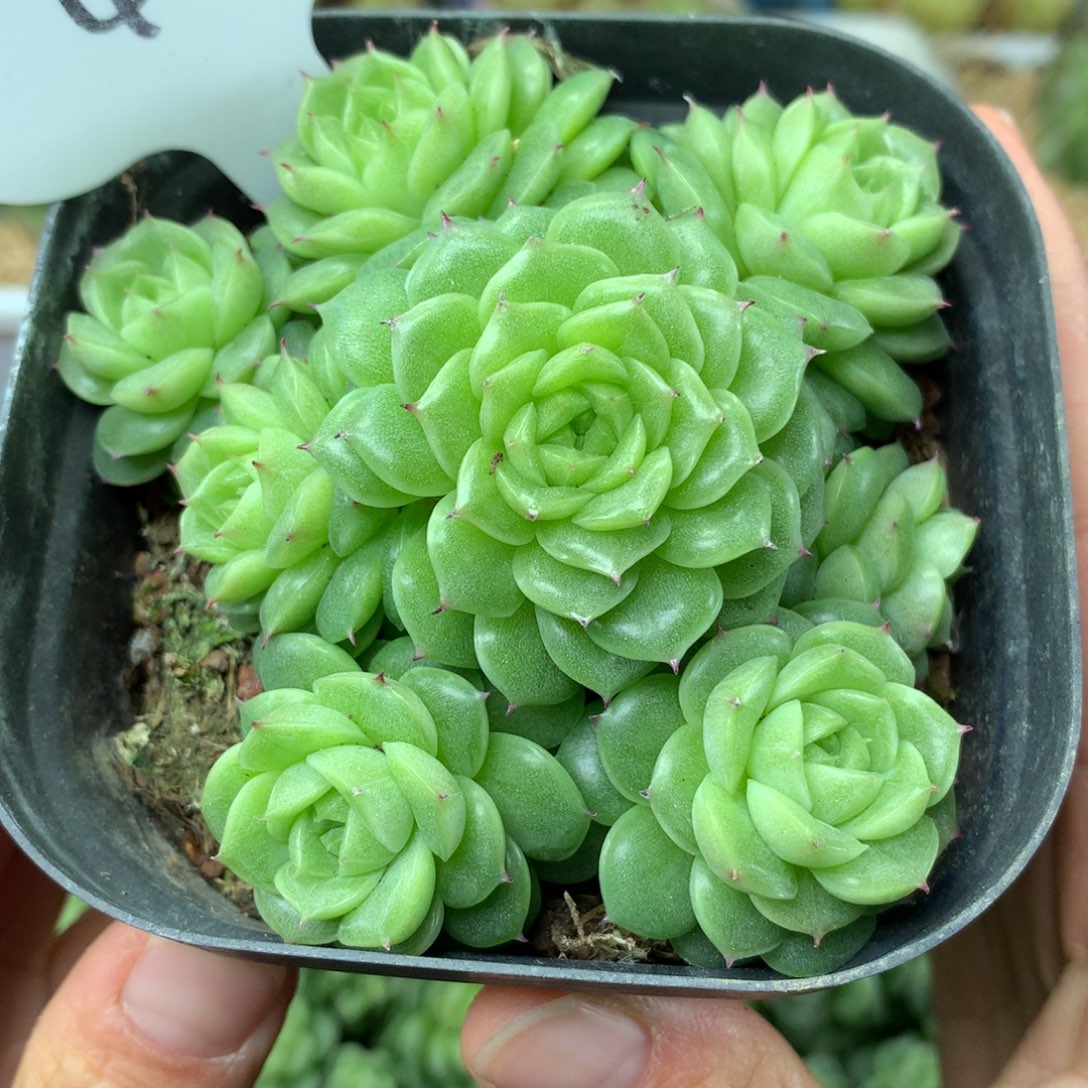 定繁珍妮麦秆群4116