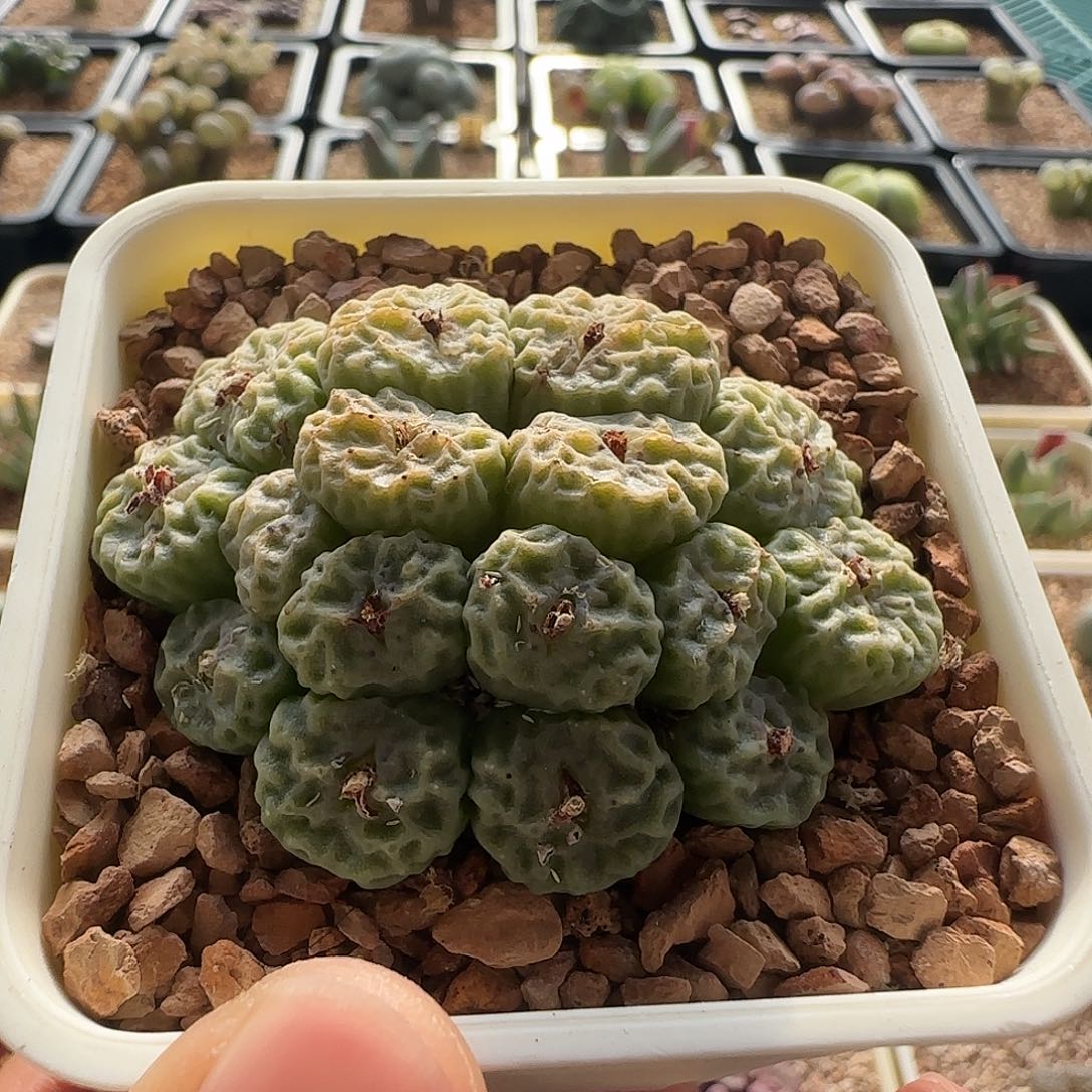 无花朵超级烧麦 19头