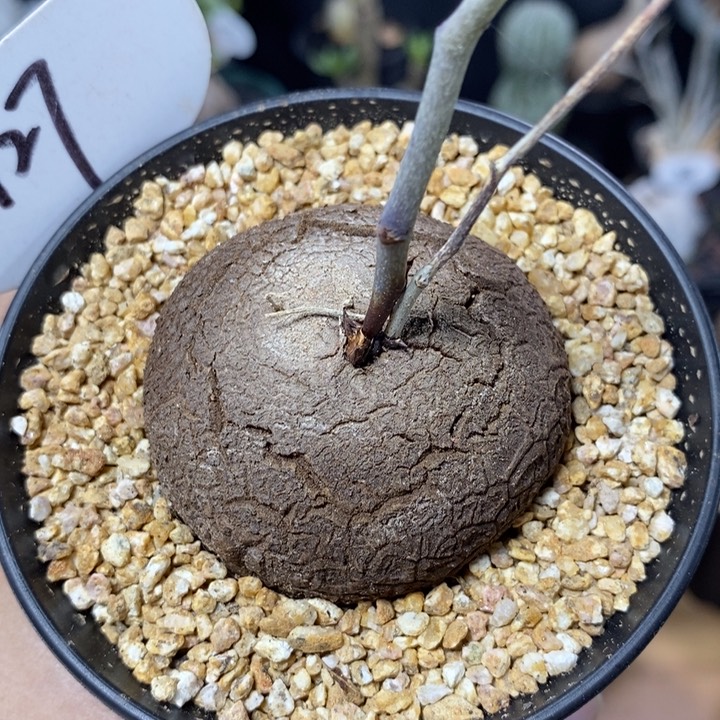 南非龟甲龙127号5.3cm