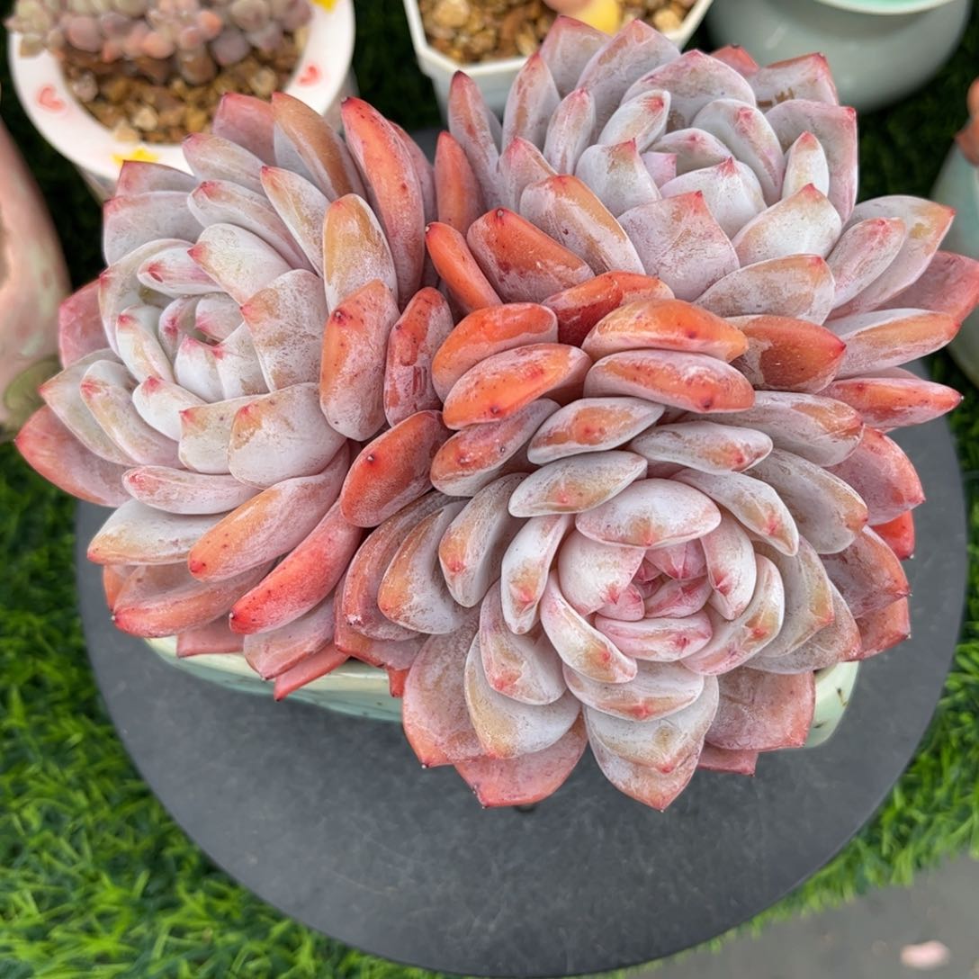 橙梦露3头老桩17冠幅……