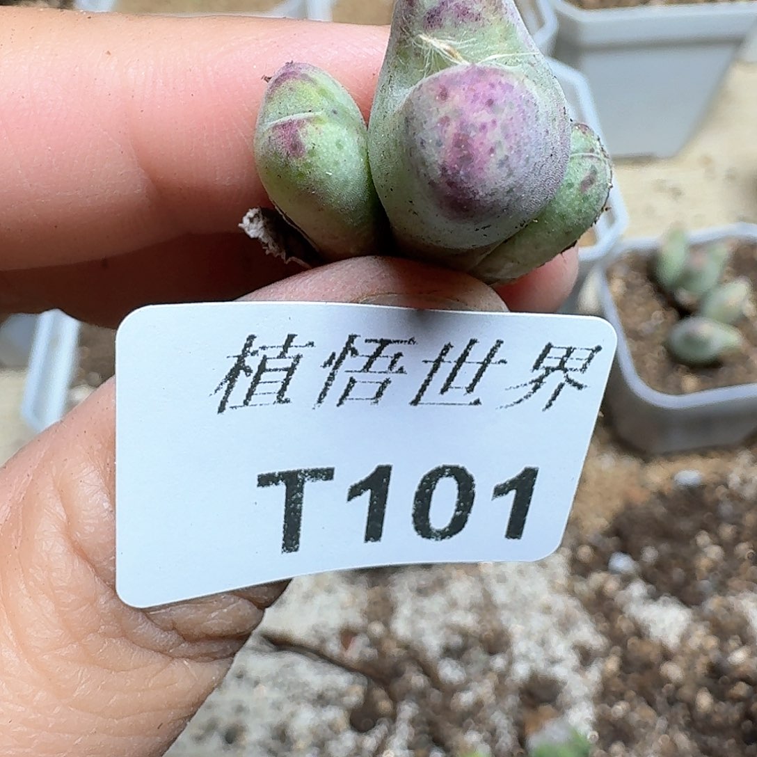 101盒多肉植物哇d c