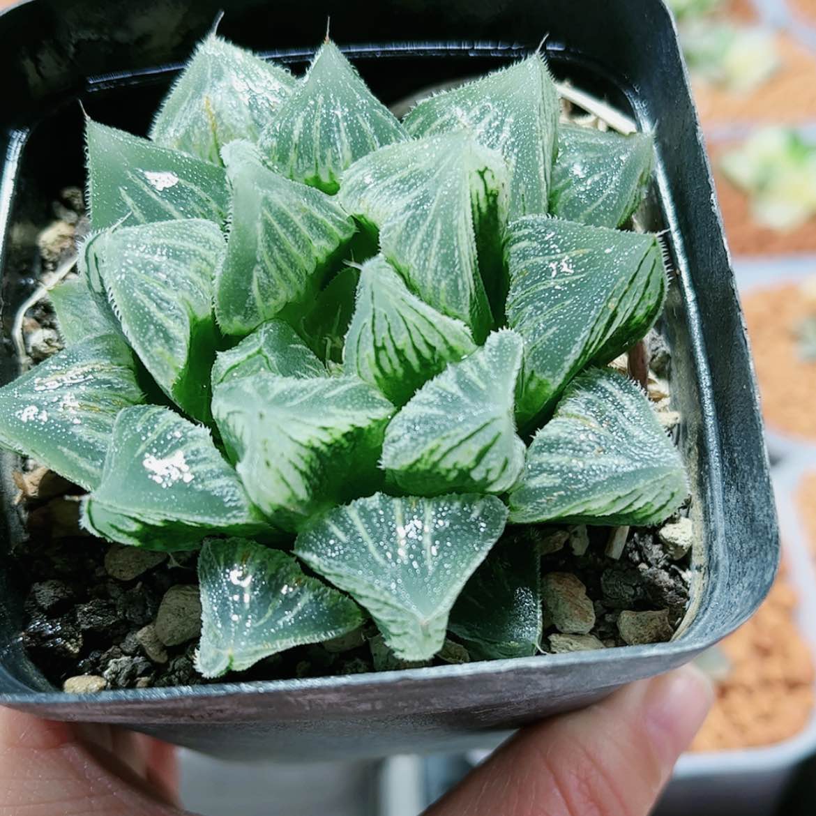 【闪购商品】棉花糖