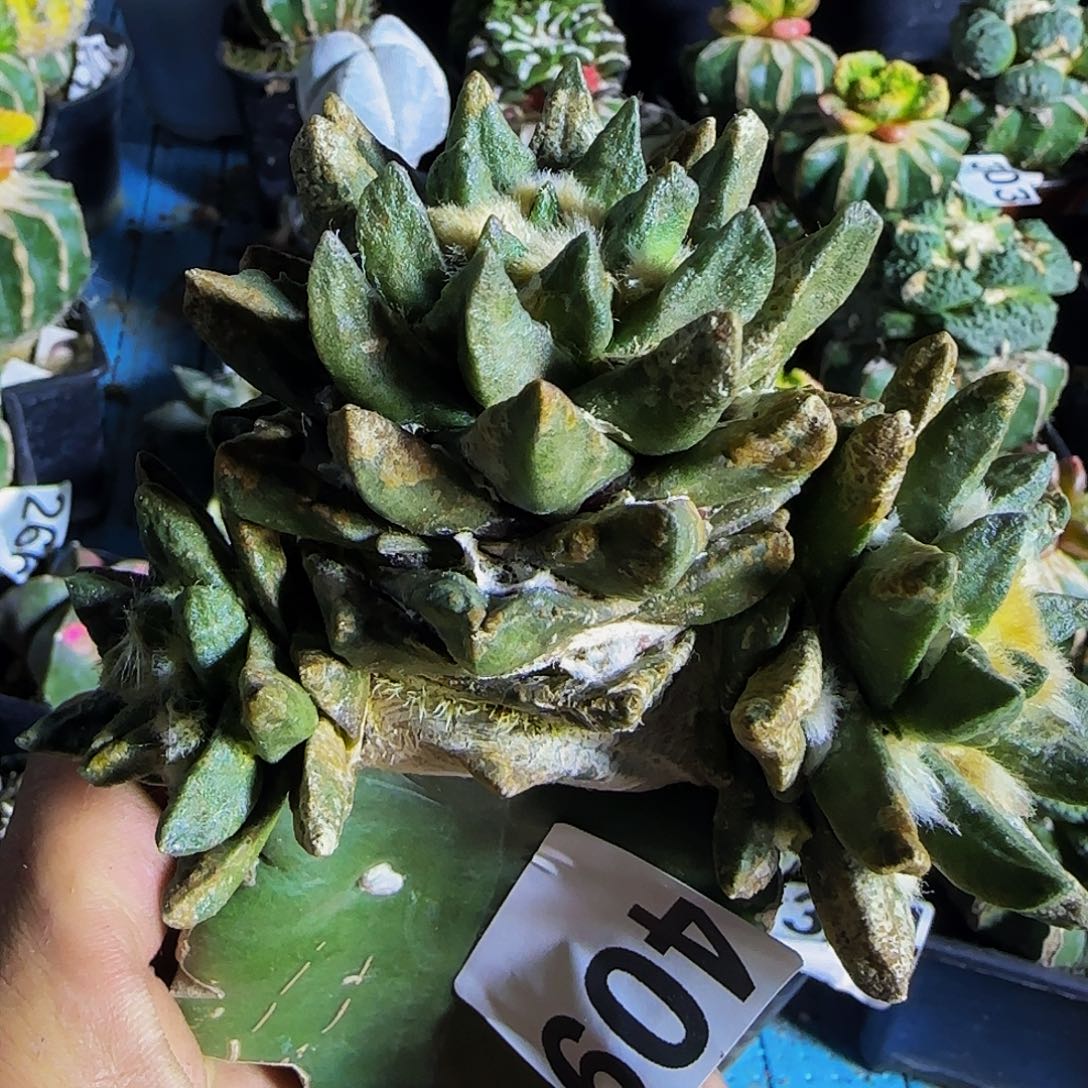 龙角群头409仙人球