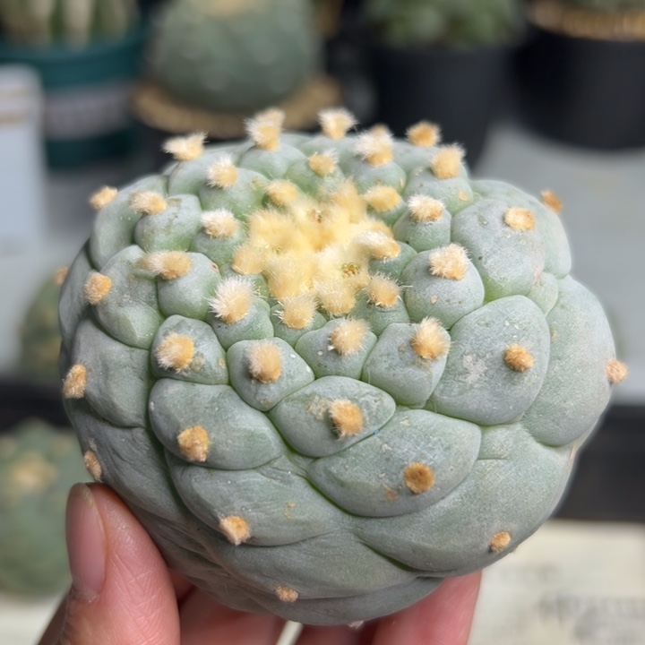 451 无根 仙人球的故事