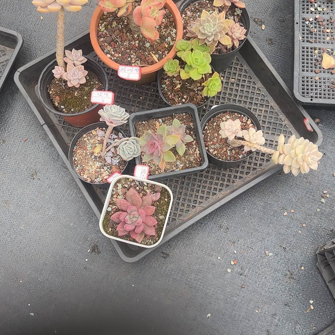 哈***。8课多肉植物脱土小老桩