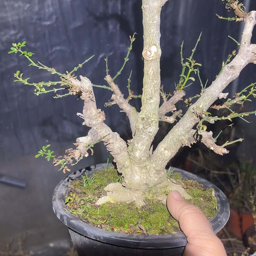 林***兩脱盆发货迎春花一颗