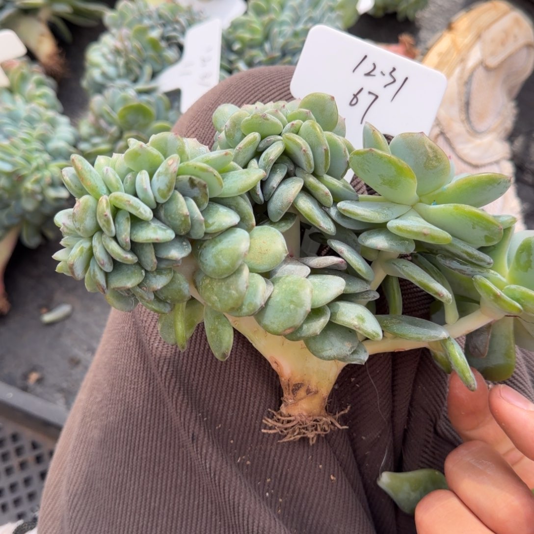 一物一拍胸花高版凤橙缀67