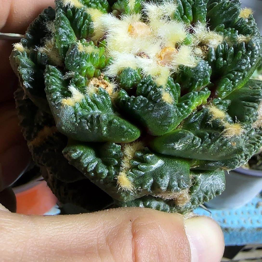 j***z龟甲830仙人球开花