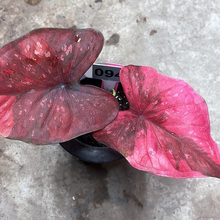 94-0214彩叶芋广东现货