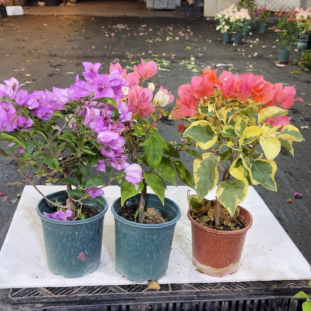 完全开放橙冰，橙白，雪紫