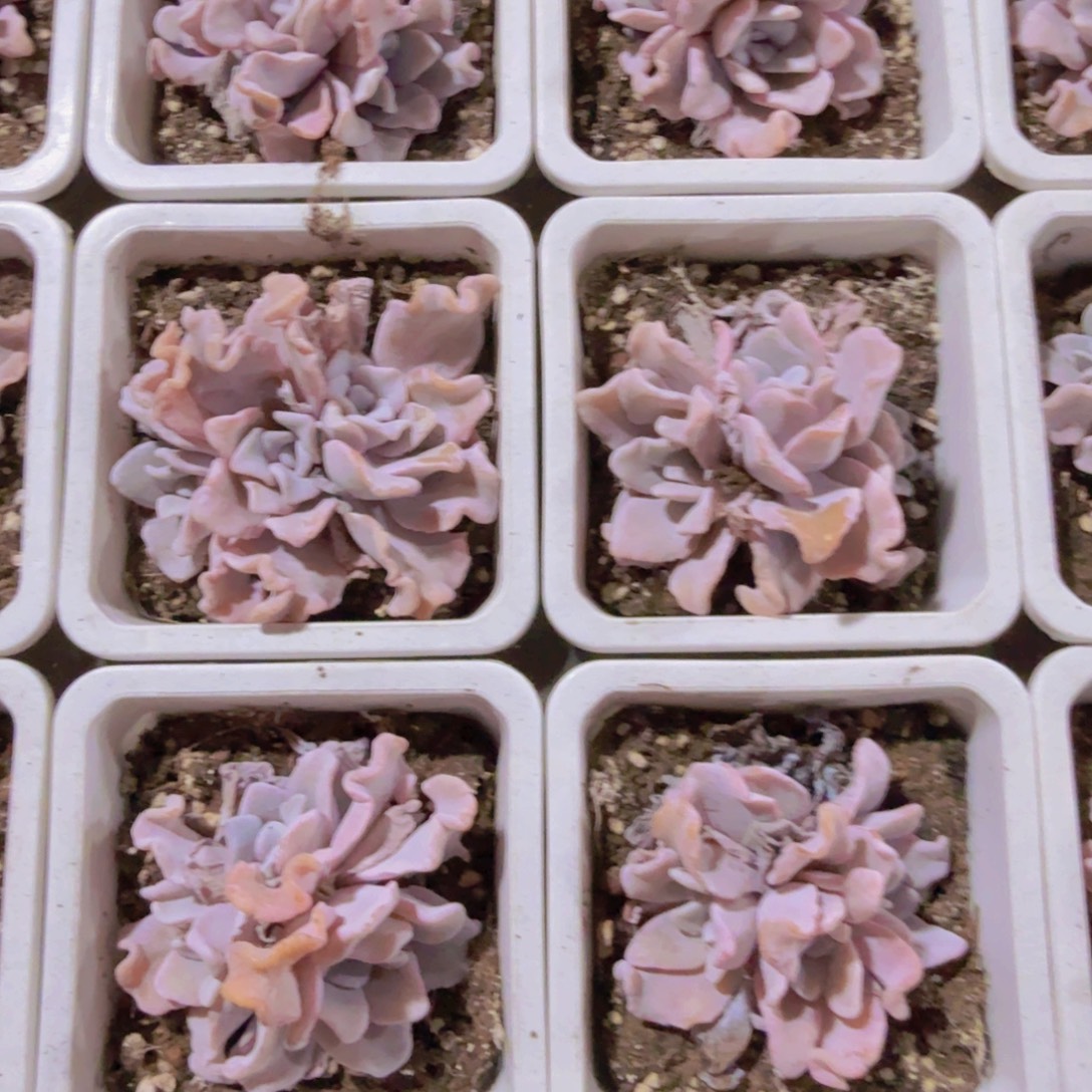 白饺子皮十厘米盆一颗