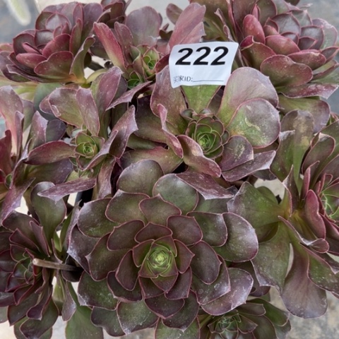 222魅金玫瑰朵朵30厘米左右