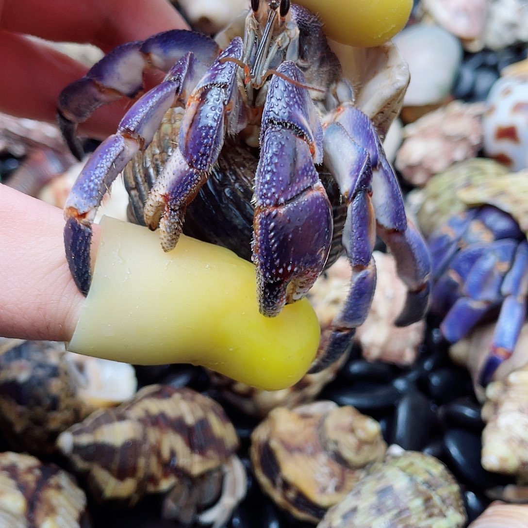 3口紫陆寄居蟹 冲吧