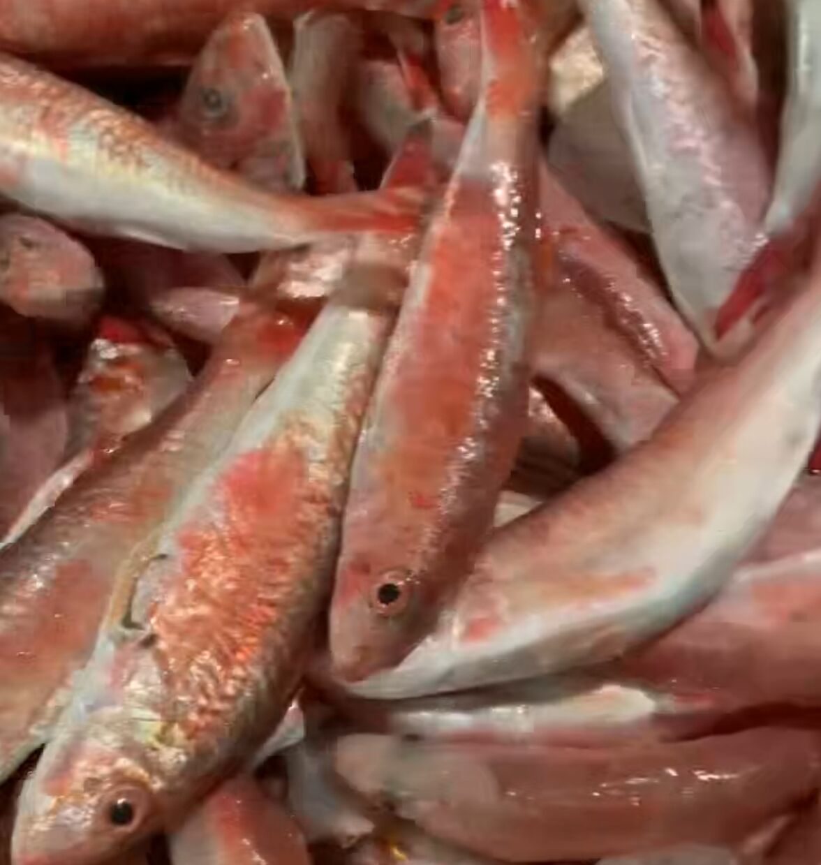 惠来神泉本港野生红鱼广东顺丰冷链包邮