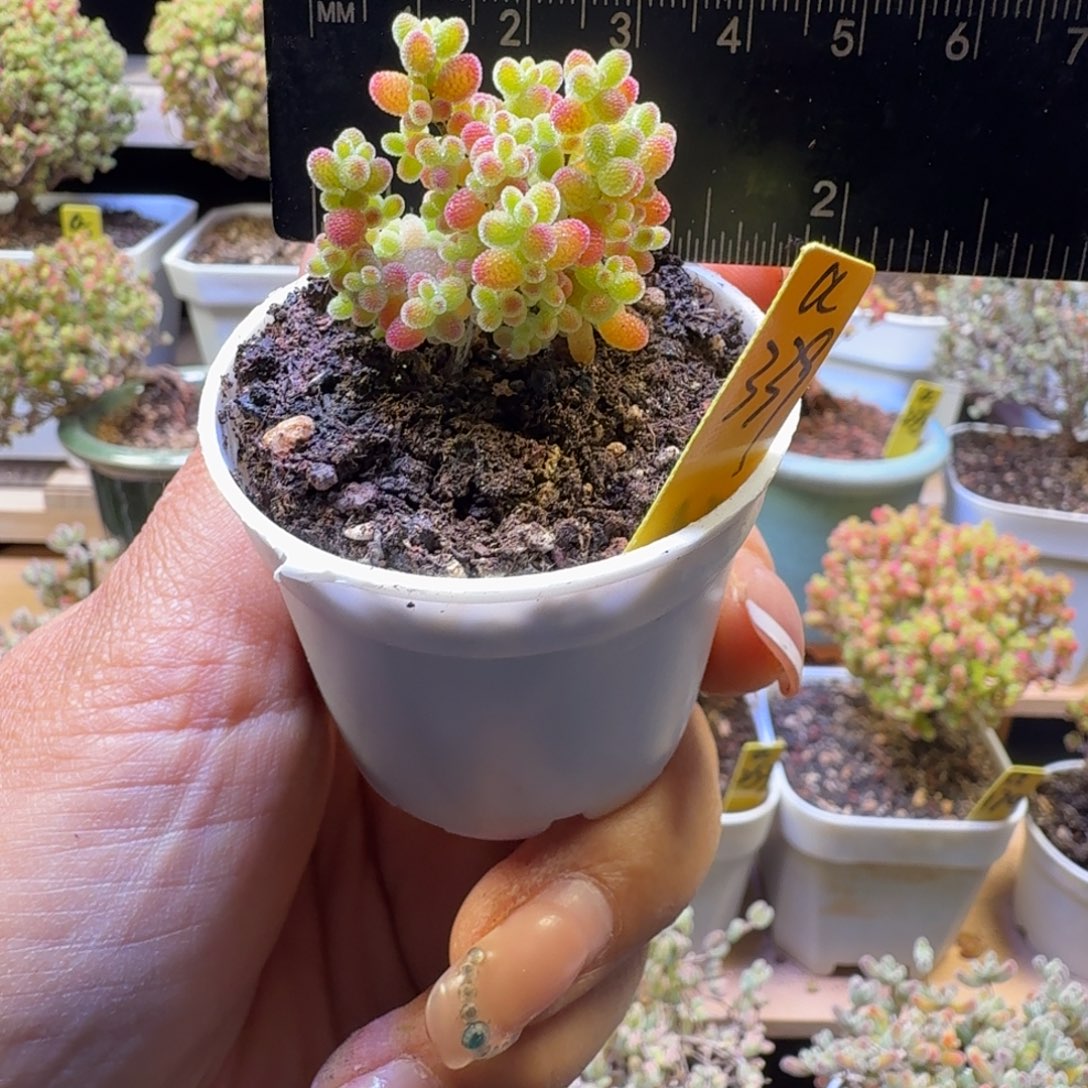 a339后蜜橘冠服3厘米左右