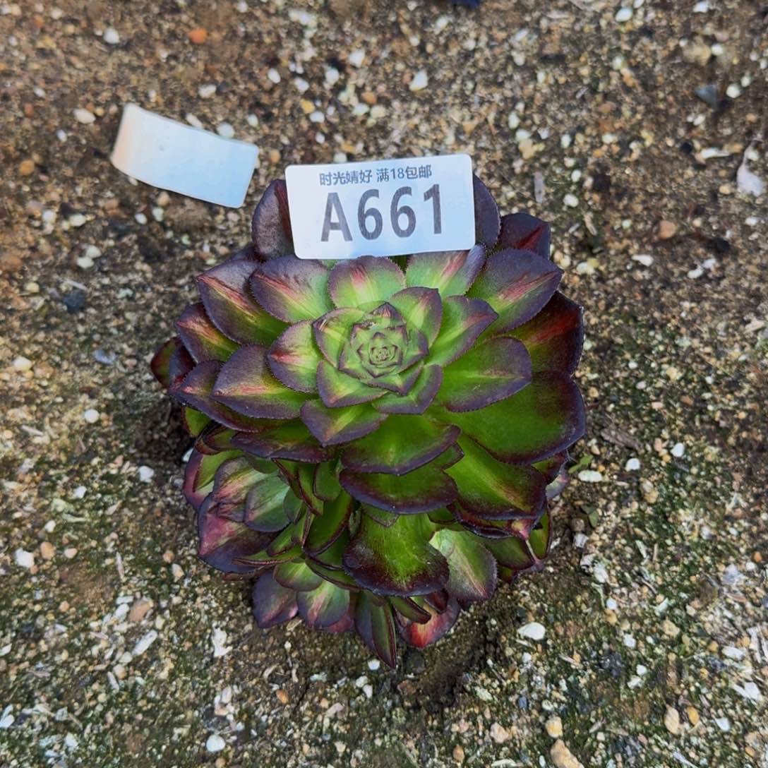 661海王七彩多肉植物