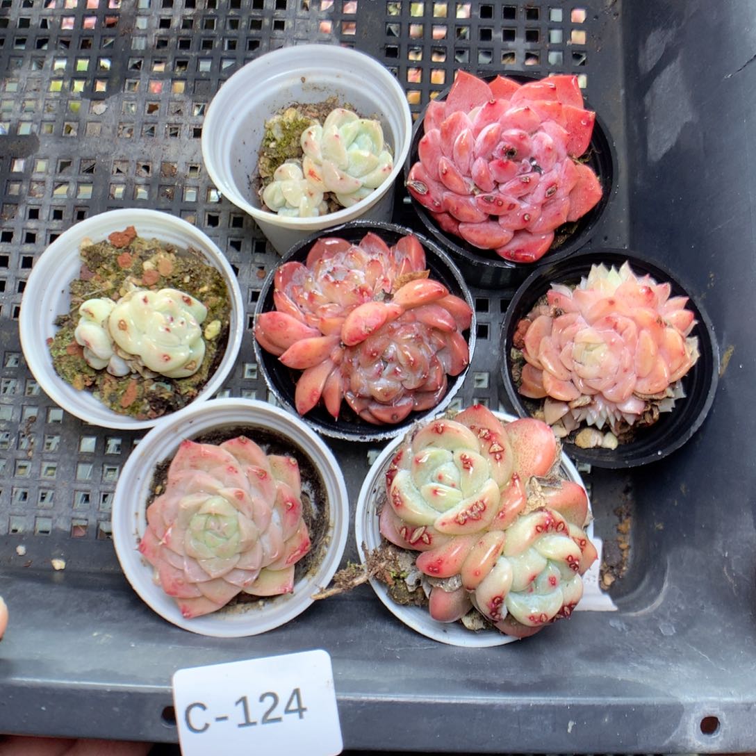 C124y y y y y y y y y