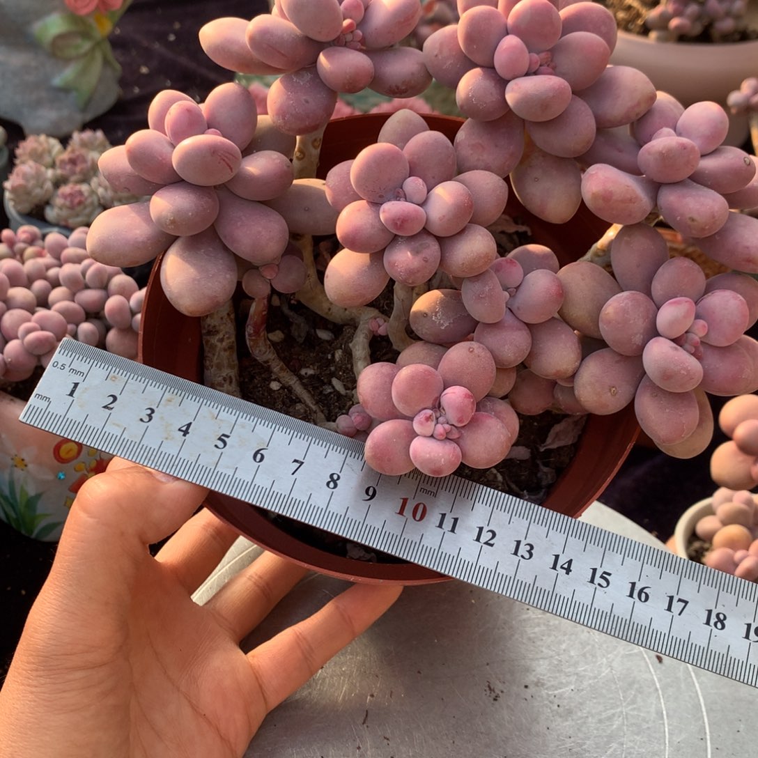 49号不带盆偏远的不包邮的