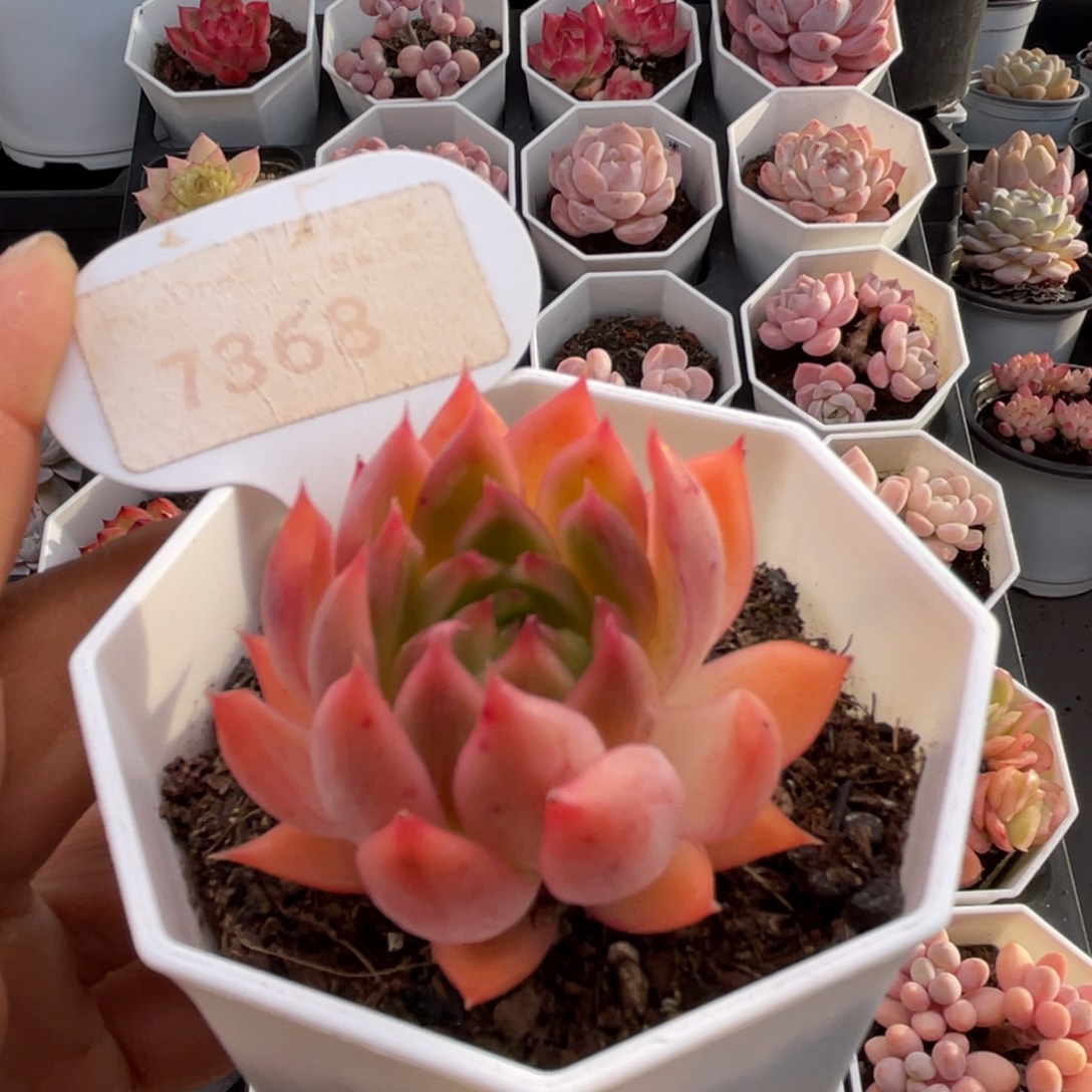 安吉拉7368-4.5厘米