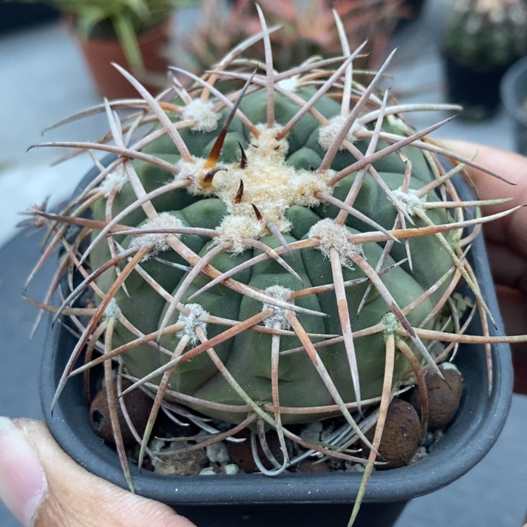 植播园艺超刺天平