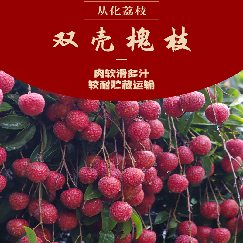 【双壳槐枝】5斤装广东从化双壳槐枝 老树荔枝果园新鲜现摘现发顺丰