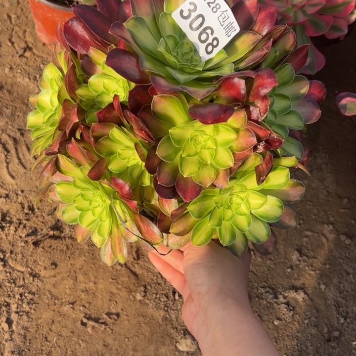 3068韶华多肉植物