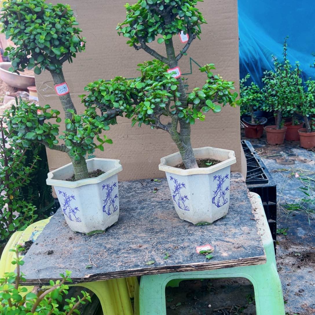 瑶*老桩金枝玉叶一物一拍