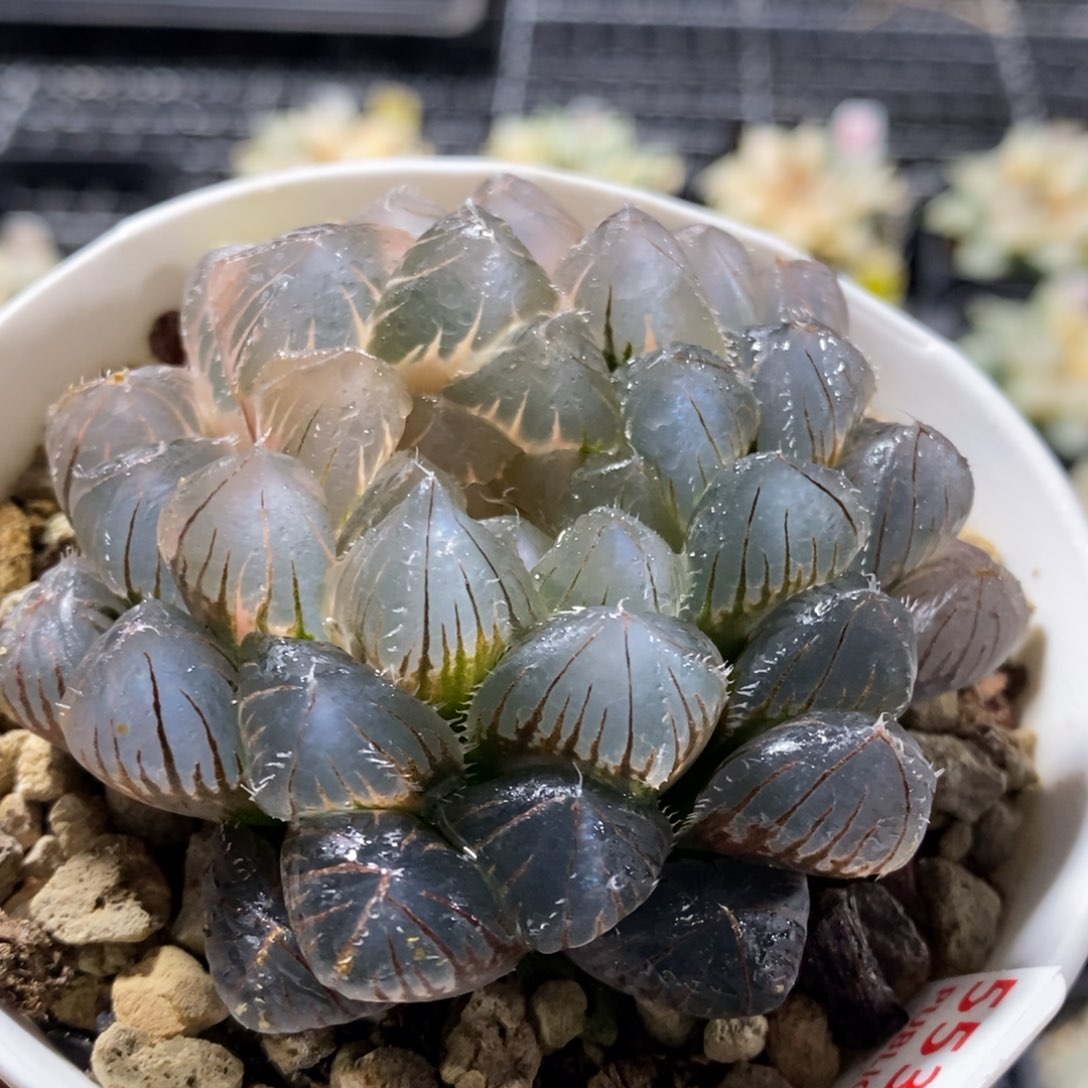 553号实生玉露锦玉露锦