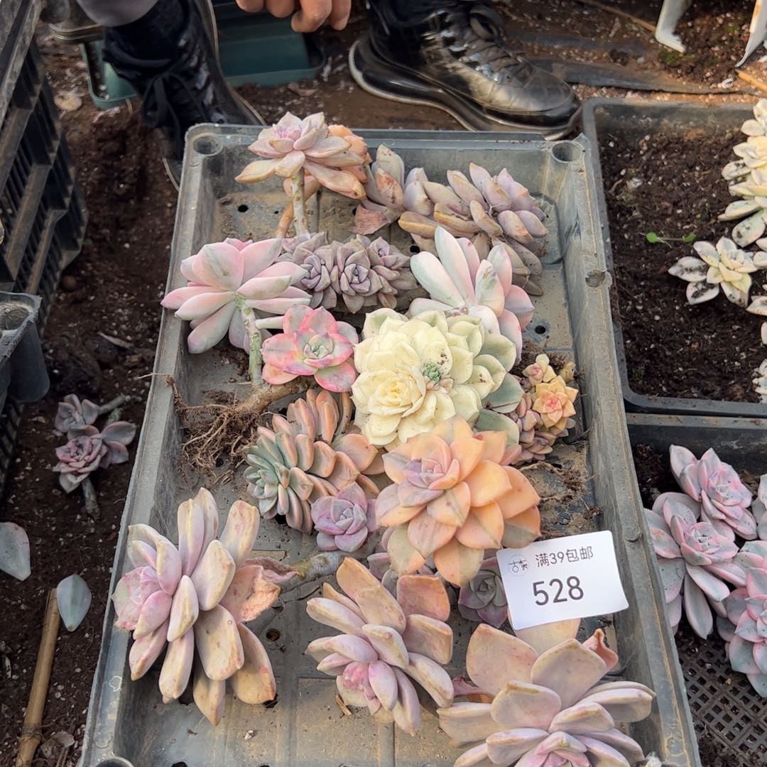 528多肉植物纤维维生素