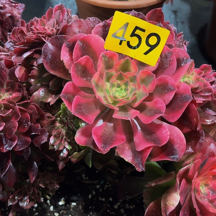 多肉植物福利缀459