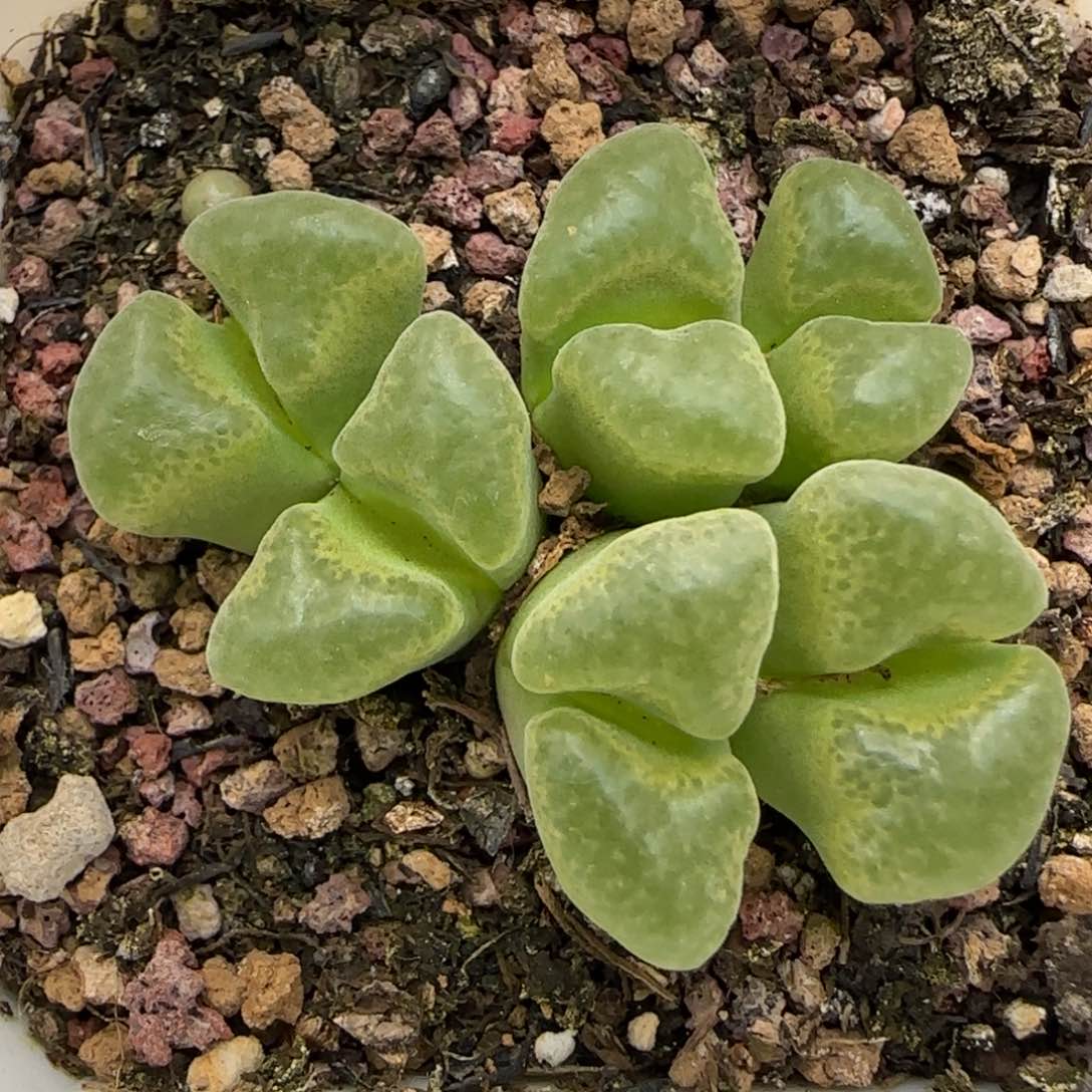 5.24。风铃。9006。