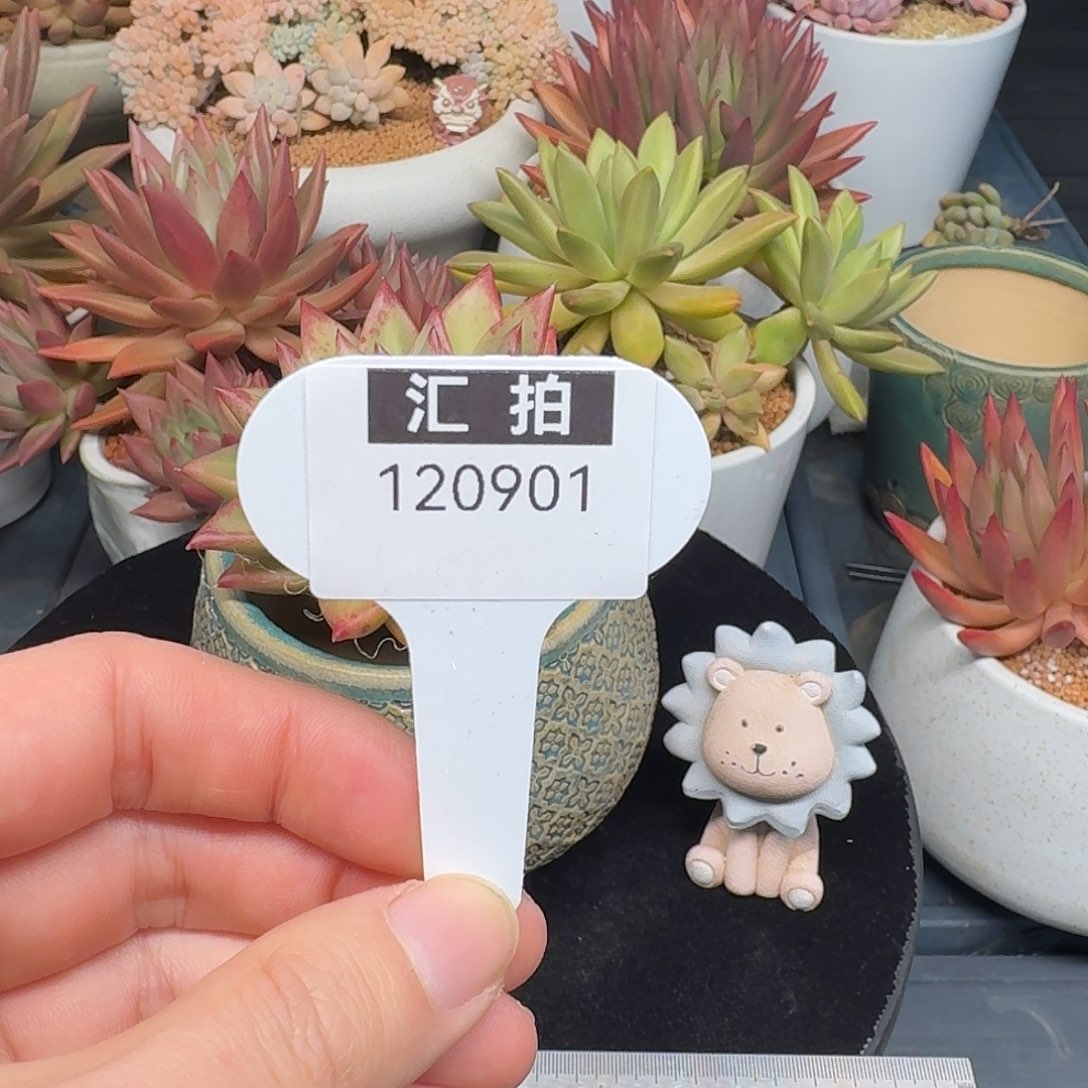 精品多肉植物120901