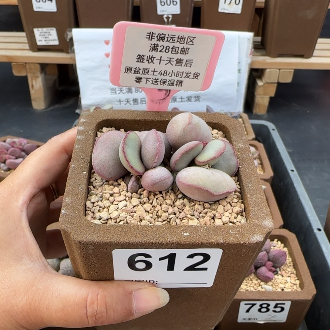 612白肌红蛋多肉植物