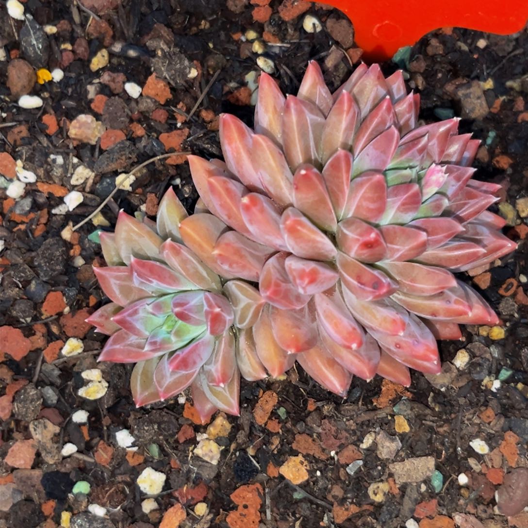 0015下午多肉植物群生