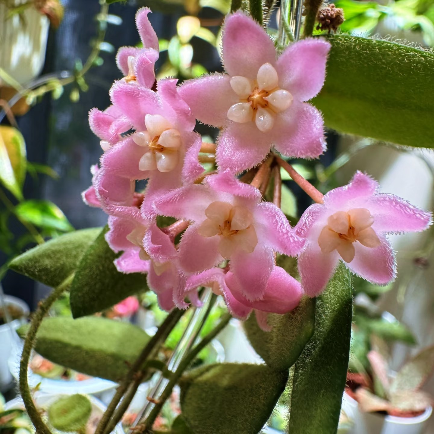 西藏球兰粉色白色耐热耐冷开花粉粉嫩嫩叶片周身铺满绒毛少女心