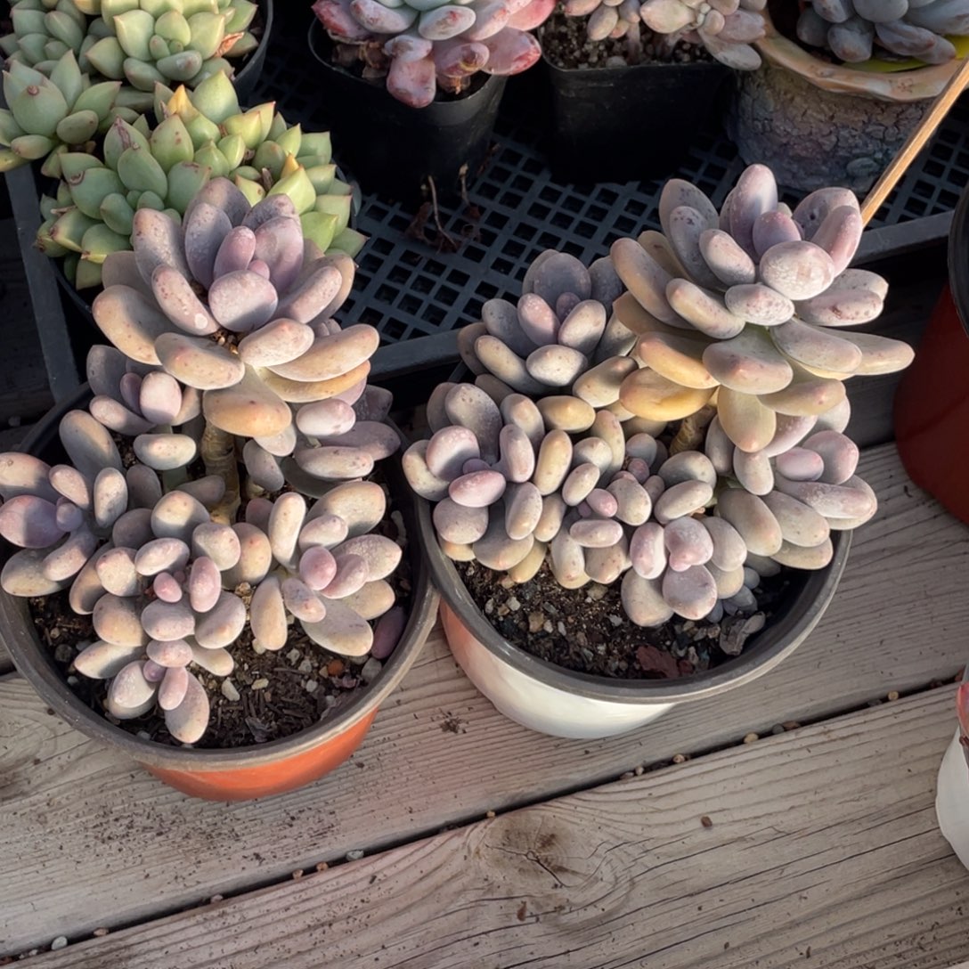 蛋黄奶两个一组清台子