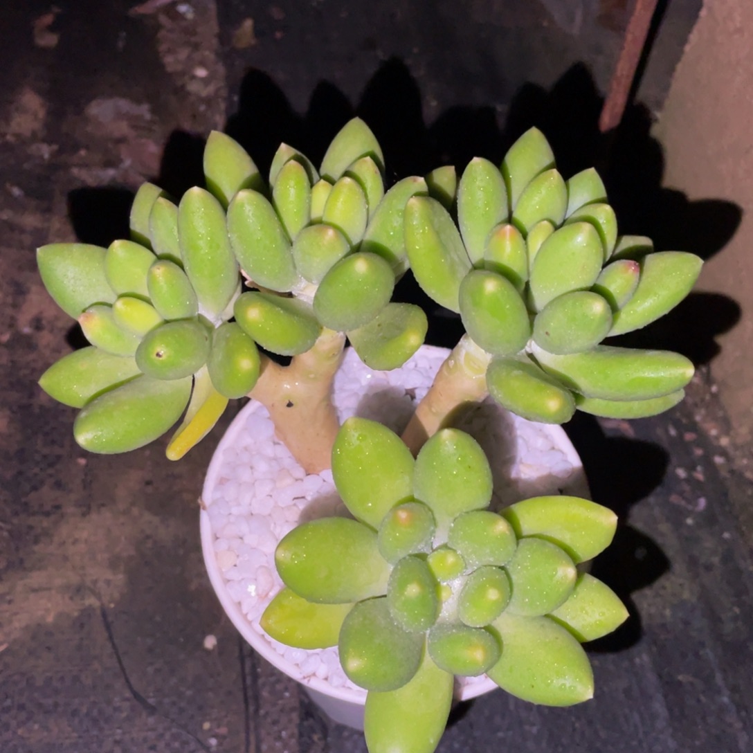 多肉植物盆栽多肉