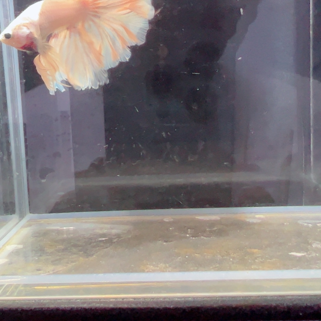 斗鱼浅色特殊尾hhhh