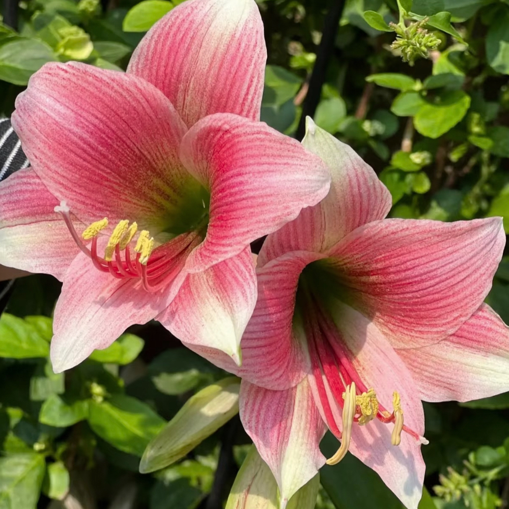（小花匠花坊）迷雾～单瓣，荷兰进口朱顶红种球