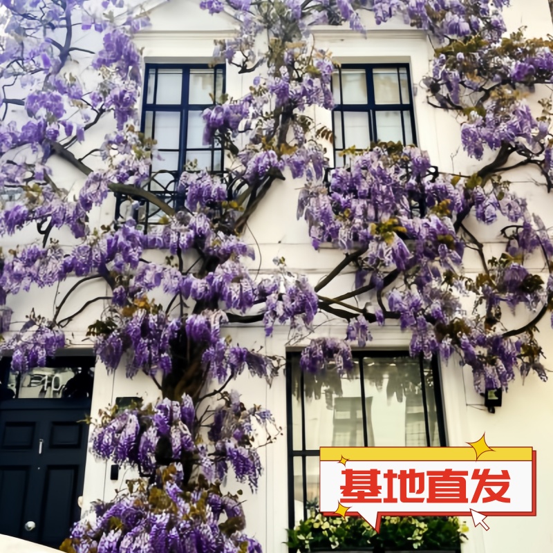 熊野紫藤树苗紫花庭院攀援植物长穗开花盆栽藤蔓精品进口日系浓香