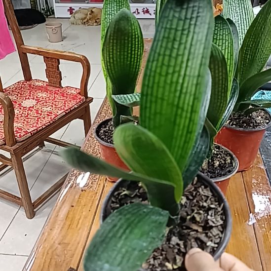 当前无花栽培后可以开花