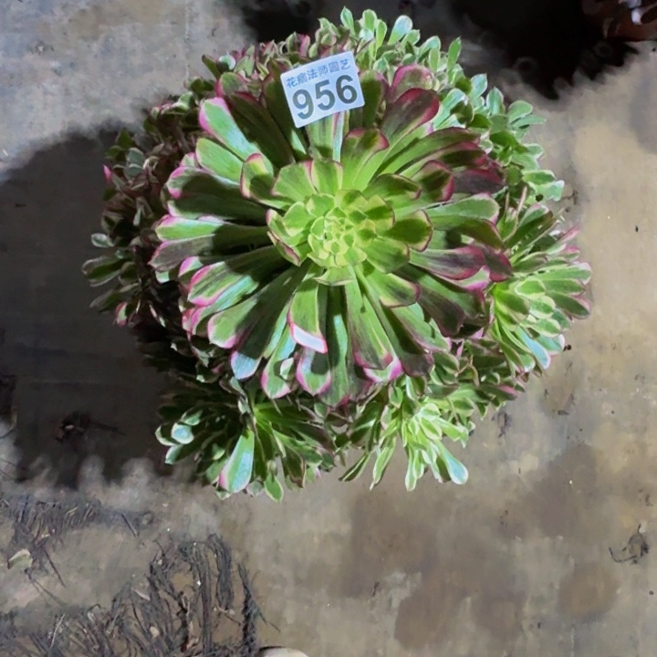 绿体天和956000000