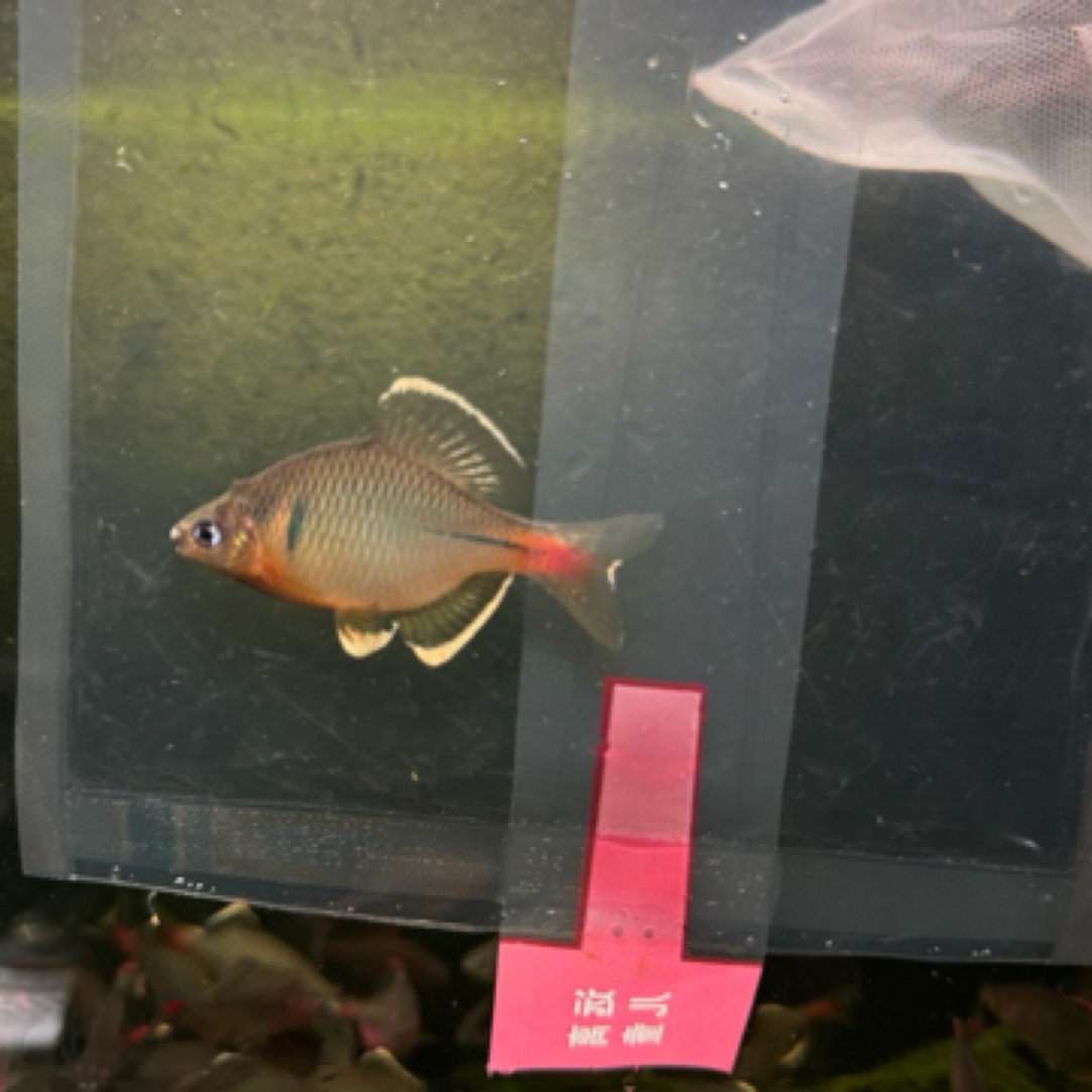 江西黄腹白边鰟鮍非金边红边黄边鰟鮍冷水观赏鱼生态鱼