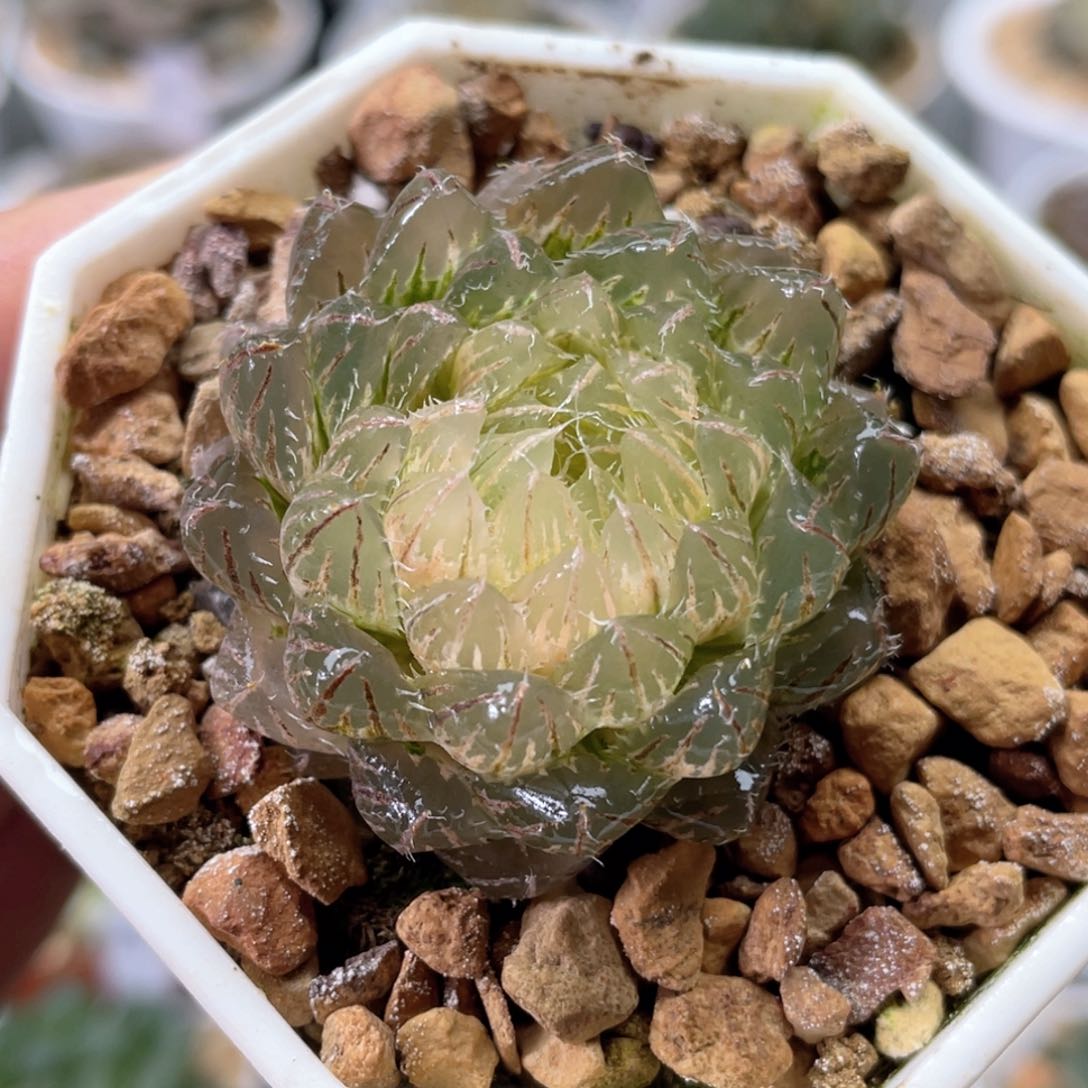 99 翠云玉露锦  十二卷