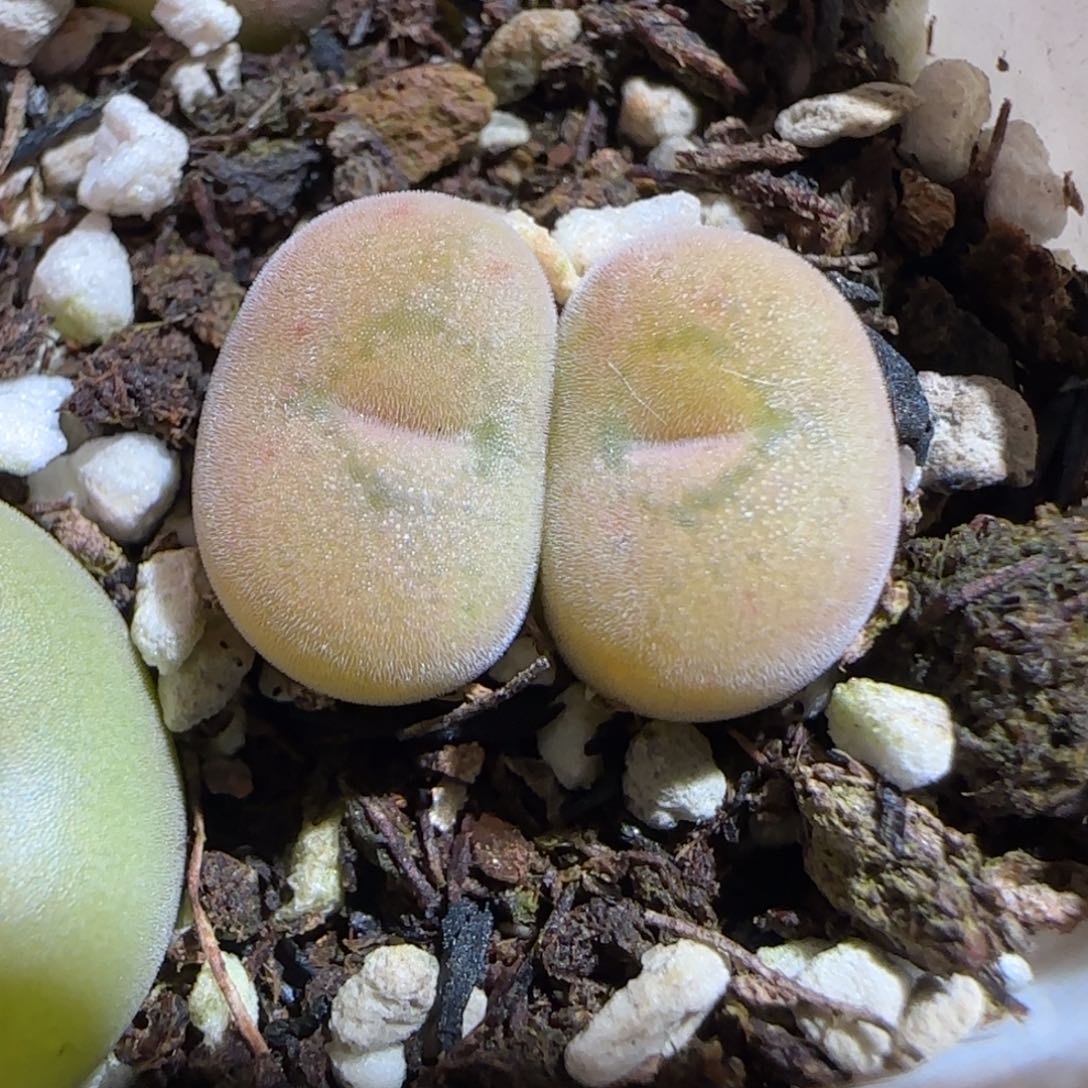 肉锥多肉植物组合-空卡佛686