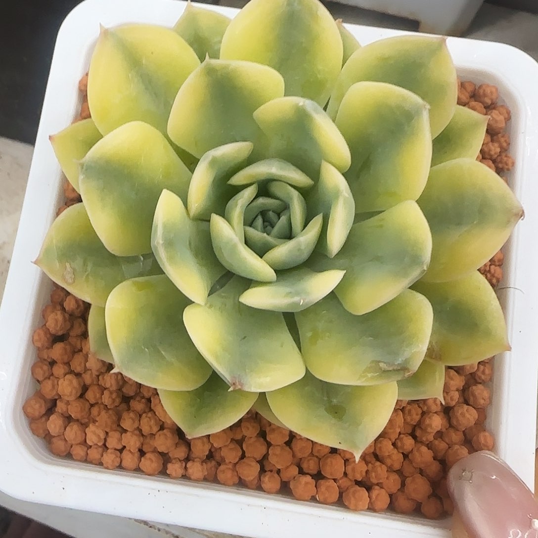 抹茶菩提锦多肉植物